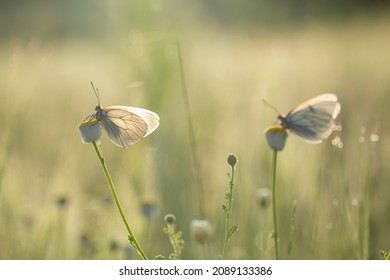 Beautiful butterflies. White with transparent wings. its name is hawthorn butterfly.