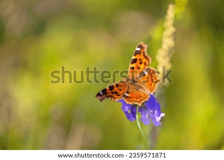 Beautiful butterfly Aglais urticae, wren Nymphalis urticae from genus Nymphalidae with black and white spots on red-orange wings on blue flower on summer sunny day. Natural blurred background