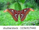 Beautiful Butterfly, The Atlas Moth (Attacus atlas), Butterfly of Thailand