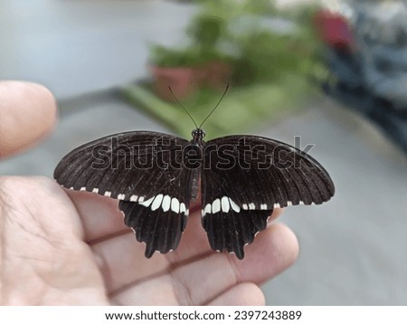 #beautiful #butterfly #blackandwhite #beautifulanimal #onyourhand