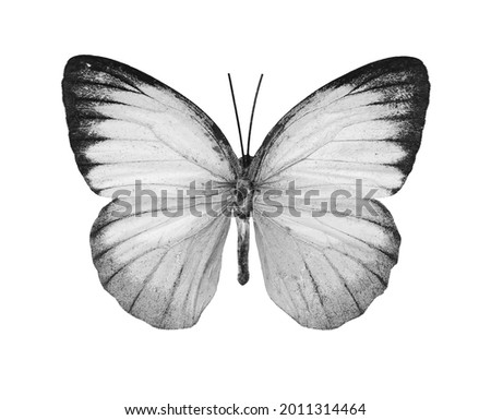 Beautiful butterfly Cepora Nerissa isolated on a white background. Black and white photo.