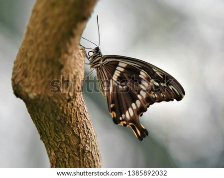 weiße punkte Schmetterling