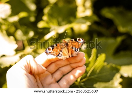 Beautiful butterfly with a damaged wing on a woman's arm. High quality photo