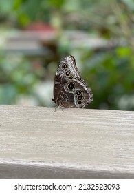 Beautiful Butterfly From Exhibit In Gainesville, FL