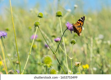 Beautiful butterfly feeding on a bright pink flower closeup. Macro butterfly against blue sky. Butterfly on a spring flower among the field
