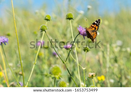Beautiful butterfly feeding on a bright pink flower closeup. Macro butterfly against blue sky. Butterfly on a spring flower among the field