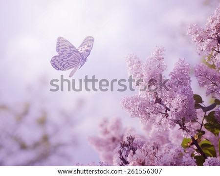 Beautiful butterfly and flowers