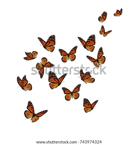Beautiful butterfly flying isolated on white background.