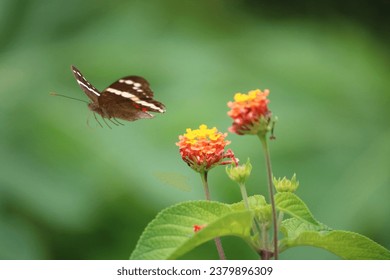 Beautiful Butterfly fying over flowers