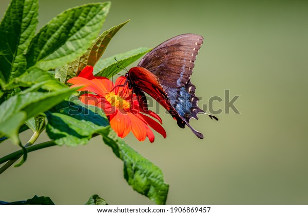 Beautiful\
butterfly and garden flowers in the southeatern united\
states.Mimosa and Monarch and\
tithonia