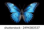 beautiful  butterfly isolated on a black background