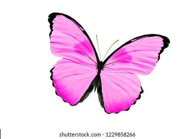 Pink Butterfly Isolated On White Background Stock Photo 1218104047 ...