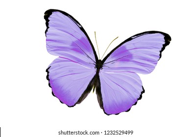 Beautiful Butterfly Isolated On White Background Stock Photo 1232529499 ...