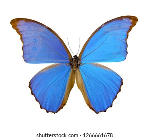 Vivid Blue Morphy Butterfly White Background Stock Photo (Edit Now ...