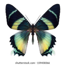 beautiful butterfly isolated on a white background - Powered by Shutterstock