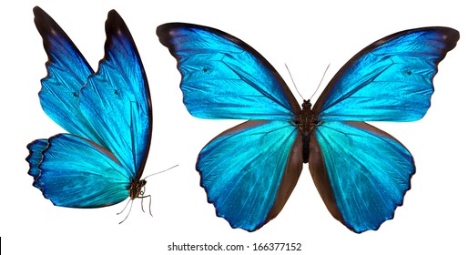 Beautiful Butterfly Isolated On White Background Stock Photo 166377152 ...