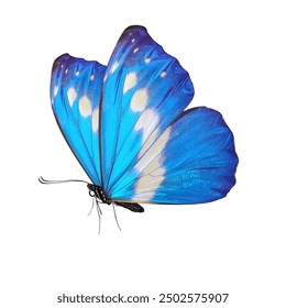 Beautiful butterfly isolated on a white background.