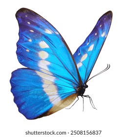 Beautiful butterfly isolated on a white background.