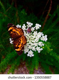 A Beautiful Butterfly And Junebug Sharing A Batch Of Flowers