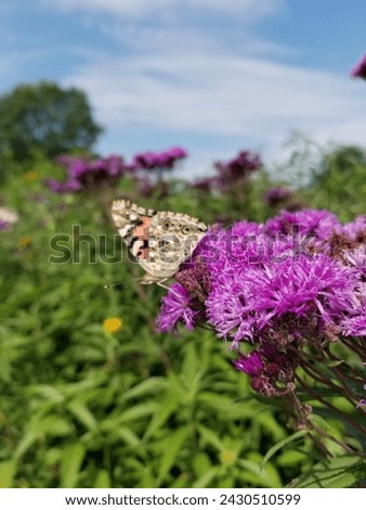Beautiful butterfly landed on a floral bush with a clear blue sky in the background.