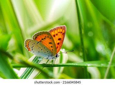 beautiful butterfly (Lycaena dispar) on the green grass in the garden on a summer day after rain