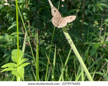 Beautiful Butterfly Nature,Butterfly Nature wallpaper.kathmandu pokhara oct 242023
