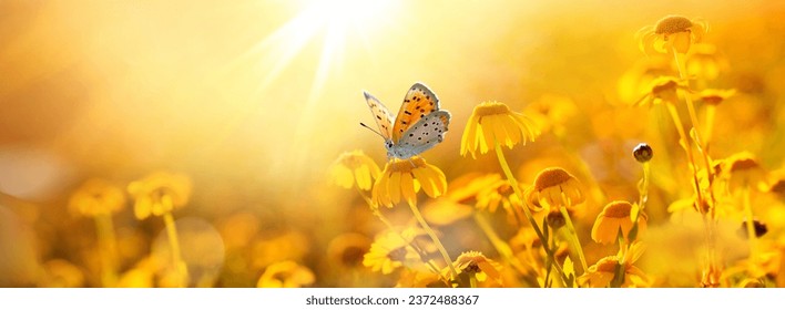Beautiful butterfly on a daisy flower in nature outdoors close-up macro in spring or summer in warm yellow colors against the backdrop of sun at sunset. Panoramic nature banner.