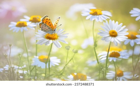 Beautiful butterfly on a daisy flower in nature outdoors close up macro in spring or summer. - Powered by Shutterstock