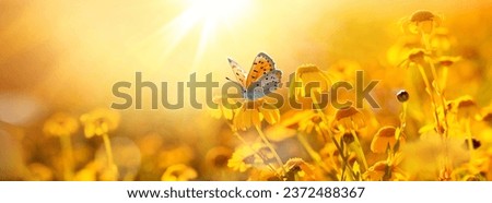 Beautiful butterfly on a daisy flower in nature outdoors close-up macro in spring or summer in warm yellow colors against the backdrop of sun at sunset. Panoramic nature banner.