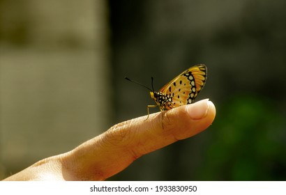 A beautiful butterfly on a finger of a child, in shallow focus