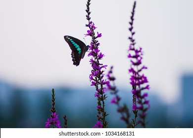 A beautiful butterfly on a flower