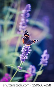 Beautiful butterfly on a flower - nature closeup. Macro shot of flying animal outdoors.