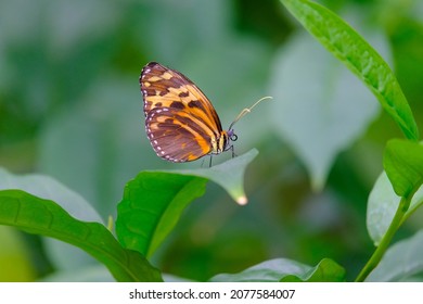 Beautiful butterfly on green in nature
