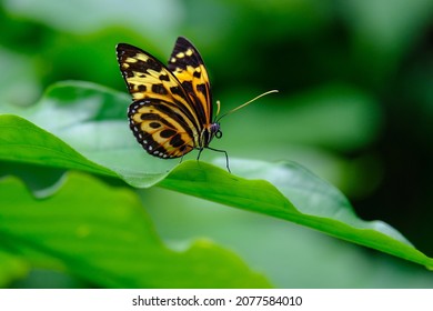 Beautiful butterfly on green in nature
