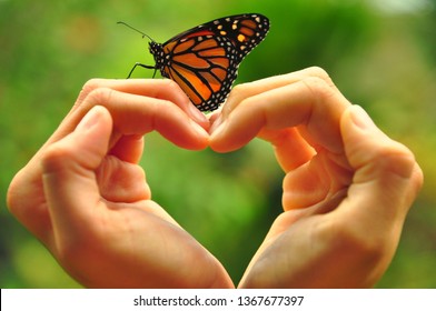 Beautiful butterfly on a heart in woman hands
