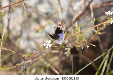 A Beautiful Butterfly On The Mitchell Plateau, WA.