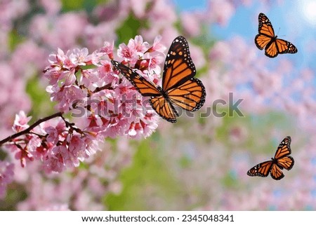 Beautiful butterfly on pink flower (Wild Himalayan cherry).