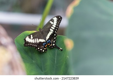 Schöner Schmetterling auf einer Pflanze