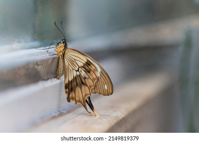 Schöner Schmetterling auf einer Pflanze