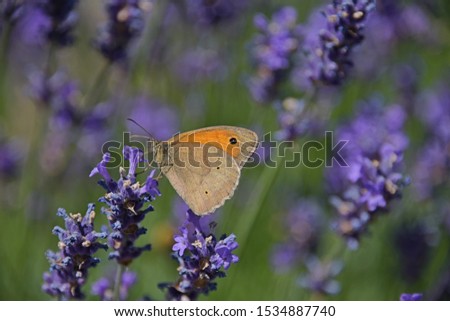 Similar – Ox-eye daisy on flowering lavender