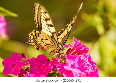 Beautiful butterfly on a red flower in summer
