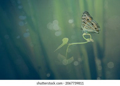 Beautiful butterfly on the smooth ad blured background