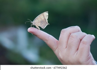 Beau papillon sur la main de la femme dans la forêt. Petit papillon à la main sur fond vert.