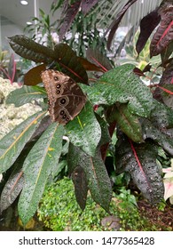 Beautiful Butterfly In Pacific Science Center