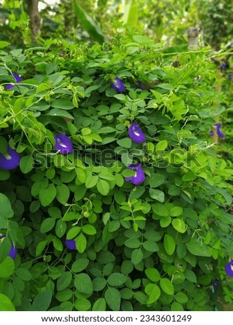 Beautiful butterfly pea flowers, Clitoria ternatea or Telang in the organic​ garden. flower growing among the green leaves in the garden, A Species Belonging to the Subfamily Faboideae