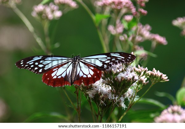 Beautiful Butterfly Red Black White Stripes Stock Photo Edit Now