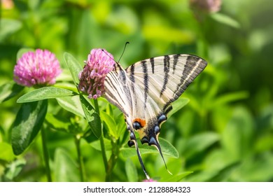 Beautiful Butterfly Scarce Swallowtail, Sail Swallowtail, Pear-tree Swallowtail, Podalirius. Butterfly sailboats family Papilionidae. Latin Iphiclides podaliriu. Butterfly collects nectar on flower
