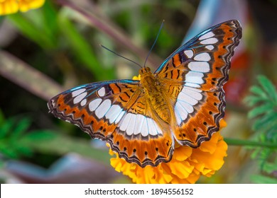 Hermosa mariposa sentada en