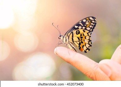 Beautiful butterfly sitting on finger