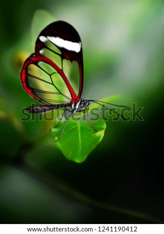 Similar – Abstauber Hummel Blüte